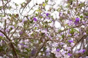 Brasil raintree planta foto