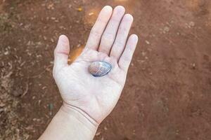 mano con pequeño mar cáscara foto