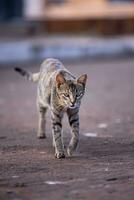 felino animal Doméstico gato abandonado foto