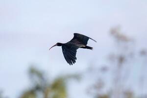 Animal Bare faced Ibis in fly photo