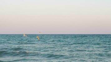 Seagulls flying over the sea at sunset video