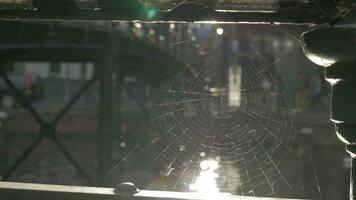 View to the city through spider web video