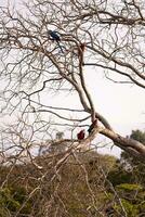 seco árbol con azul guacamayo y escarlata guacamayo foto