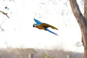 Adult Blue-and-yellow Macaw photo