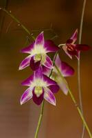 Small Flowering Orchid Plant photo