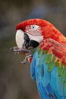 Adult Red and green Macaw photo