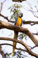 Adult Blue-and-yellow Macaw photo