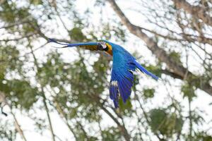 Adult Blue-and-yellow Macaw photo