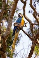 Adult Blue-and-yellow Macaw photo