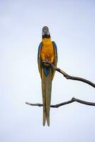 guacamayo azul y amarillo adulto foto