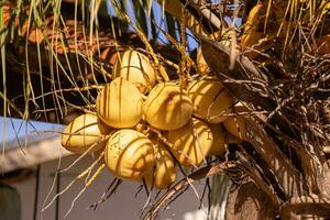 palmera de coco foto