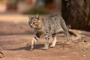 gris felino mamífero animal caminando en un acera foto