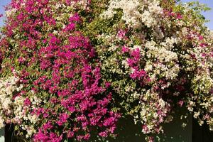 flores de plantas ornamentales foto