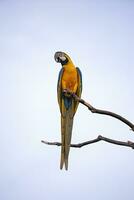 guacamayo azul y amarillo adulto foto