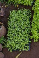 small vegetable plant in a vegetable garden photo