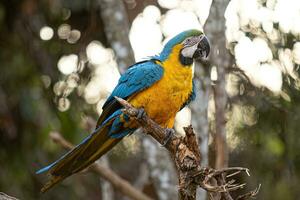 guacamayo azul y amarillo adulto foto