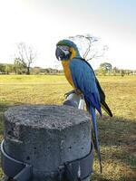 guacamayo azul y amarillo adulto foto