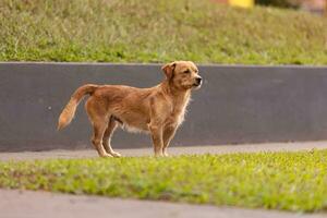 animal mammal canine stray dog walking photo