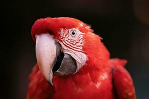 Adult Red and green Macaw photo