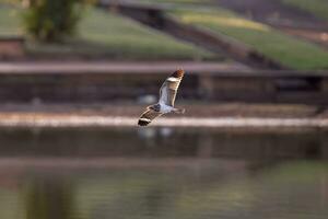 Animal Nacunda Nighthawk in fly photo