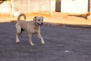 animal mammal dog in the street photo