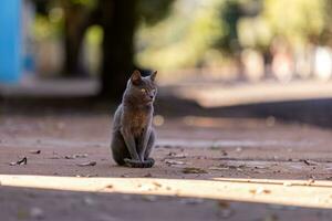 pequeño gato doméstico foto