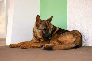 perro de alemán pastor raza foto