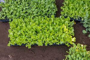 seedlings of lettuce plant photo