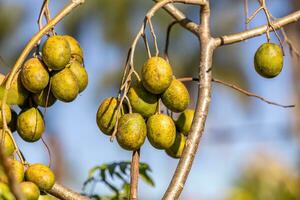 fruta del árbol de mombins foto