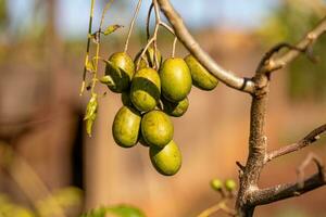 Mombins Tree Fruit photo