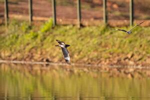 Animal Nacunda Nighthawk in fly photo