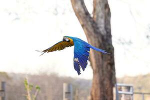 guacamayo azul y amarillo adulto foto