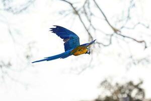 guacamayo azul y amarillo adulto foto