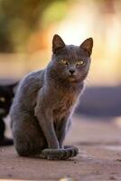 Small domestic cat photo