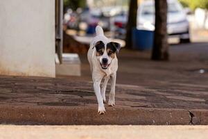 animal mamífero canino extraviado perro caminando foto