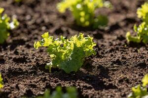 seedlings of lettuce plant photo