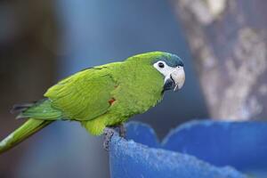 Adult Red shouldered Macaw photo