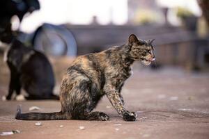 felino animal Doméstico gato abandonado foto