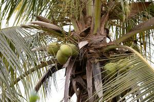 palmera de coco foto