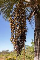 fruits of the buriti palm photo