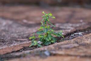 pequeña planta eólica foto