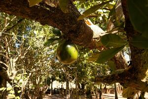 Calabash Tree Fruit photo