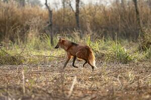 animal maned lobo foto