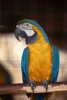 Adult Blue-and-yellow Macaw rescued recovering for free reintroduction photo