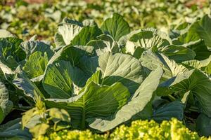 cabbage vegetable plant photo