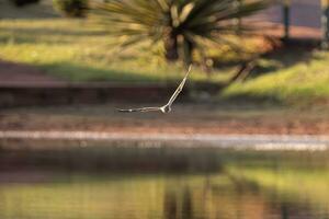 Animal Nacunda Nighthawk in fly photo