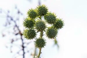 Green Castor Bean Plant photo