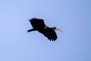 Animal Bare faced Ibis in fly photo