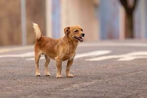 animal mammal canine stray dog walking photo