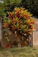 Variegated Croton Plant photo